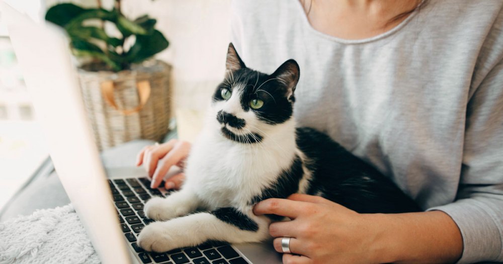 Gatto sopra il computer a casa